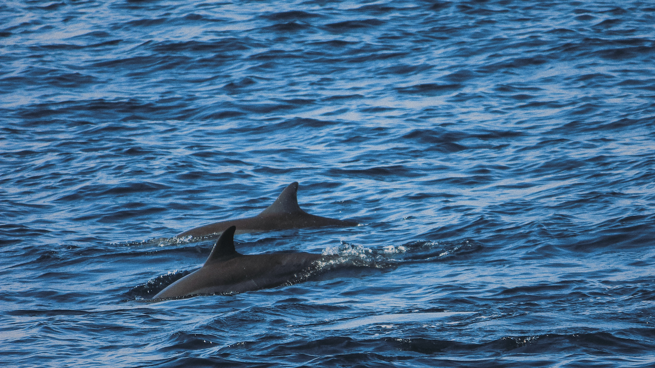 Dolphin, Agua, Biología Marina, Stenella, Cetacea. Wallpaper in 2560x1440 Resolution