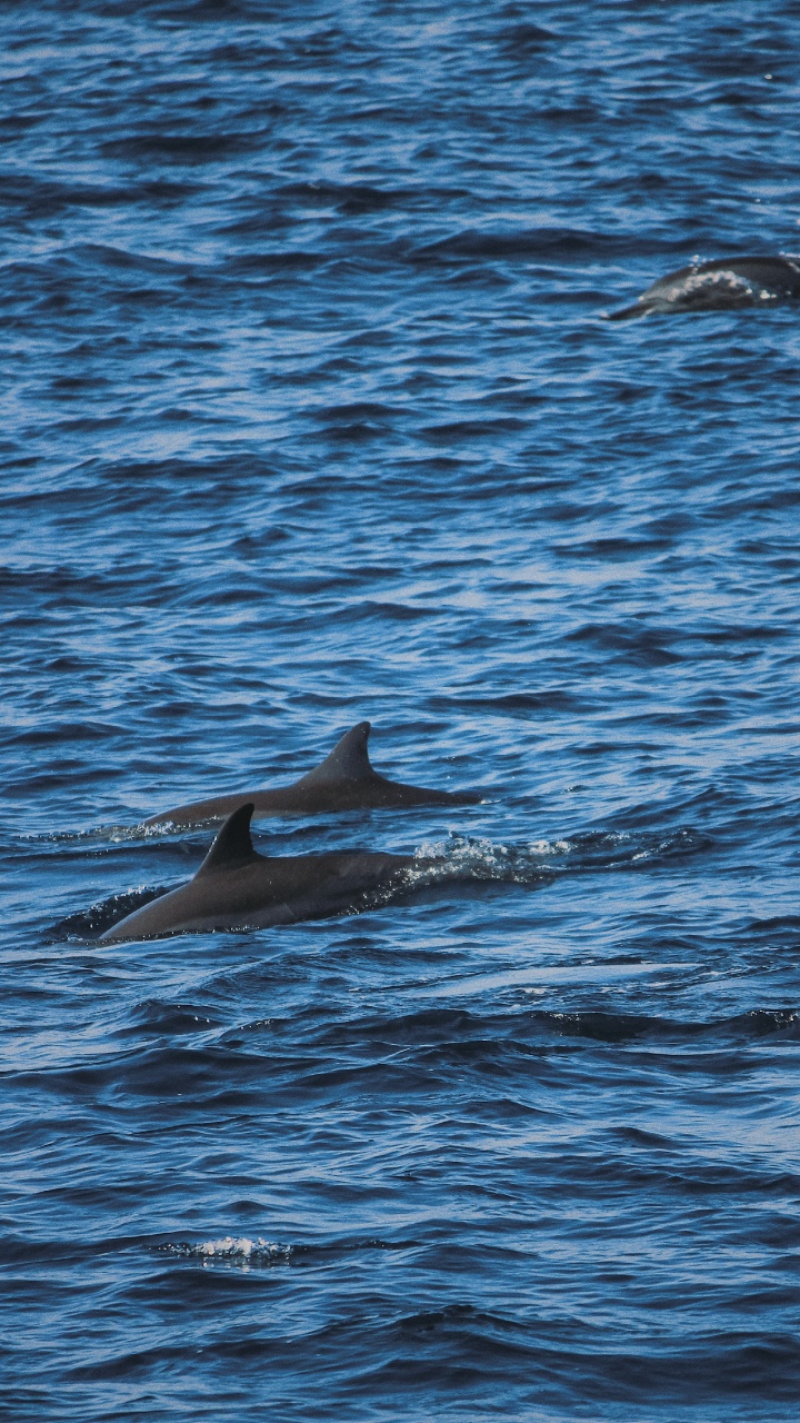 Dolphin, Agua, Biología Marina, Stenella, Cetacea. Wallpaper in 720x1280 Resolution