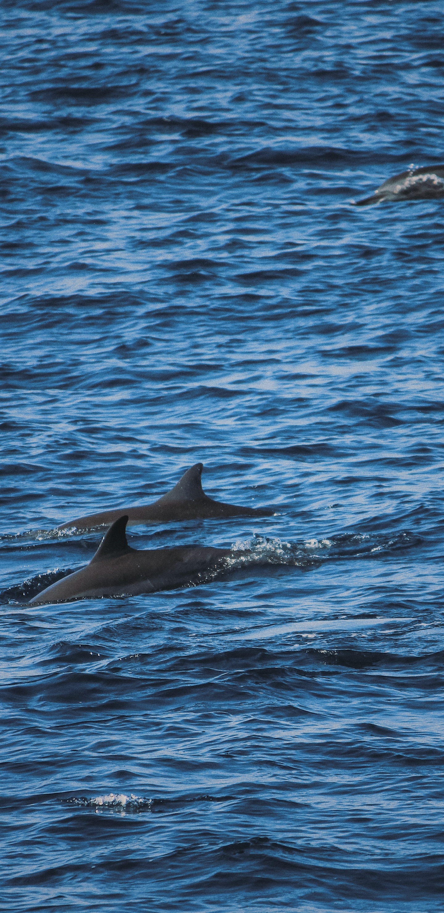 Delphin, Wasser, Marine Biologie, Stenella, Cetacea. Wallpaper in 1440x2960 Resolution