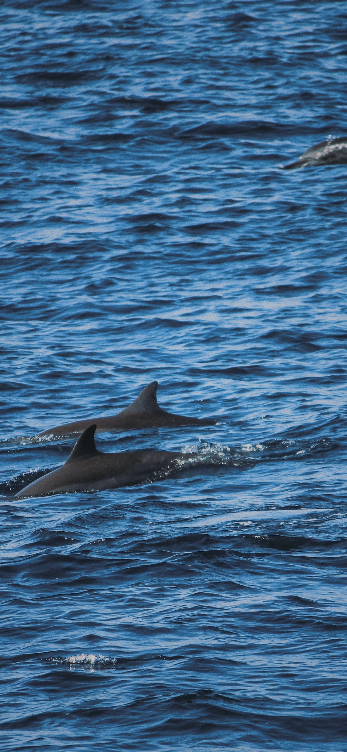 Dolphin, Water, Marine Biology, Stenella, Cetacea. Wallpaper in 1125x2436 Resolution