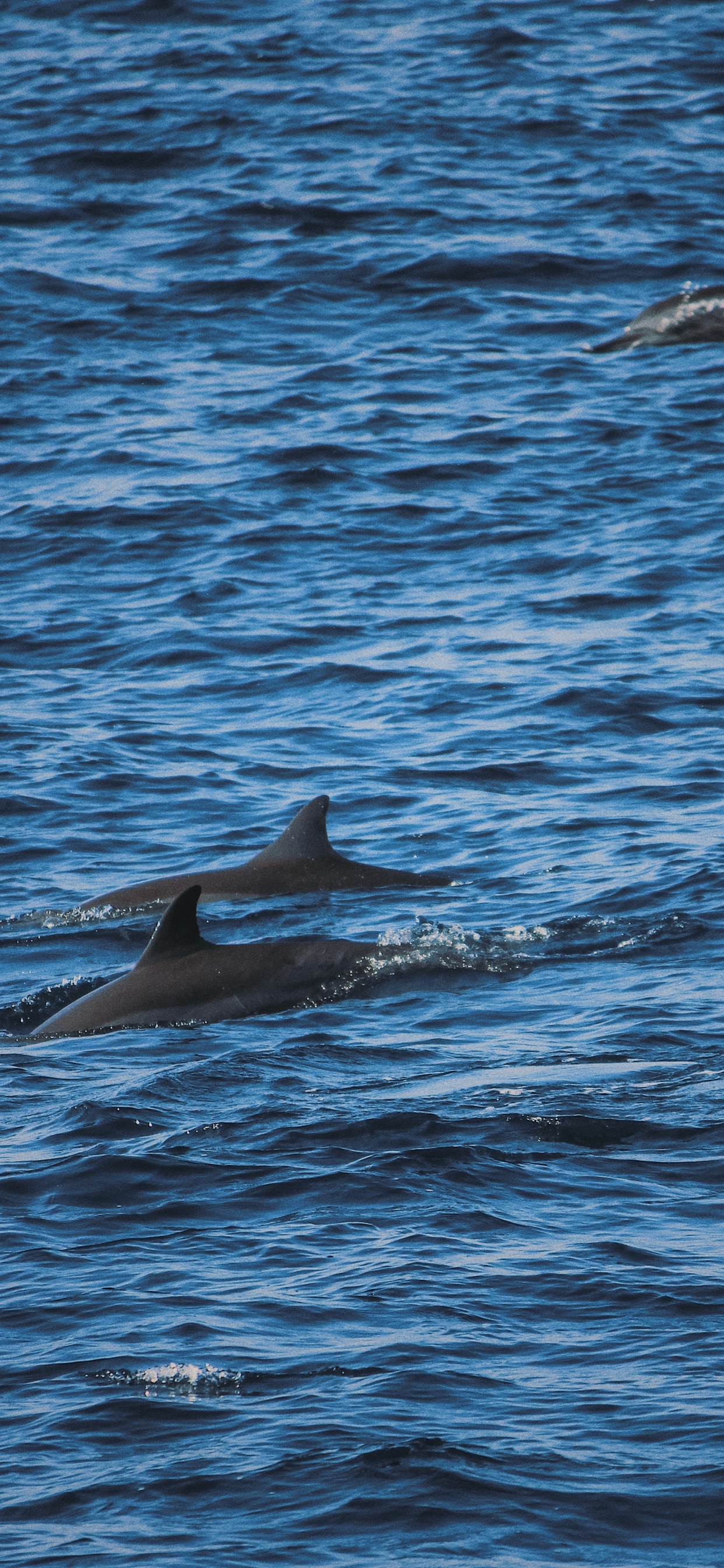 Dolphin, Water, Marine Biology, Stenella, Cetacea. Wallpaper in 1242x2688 Resolution