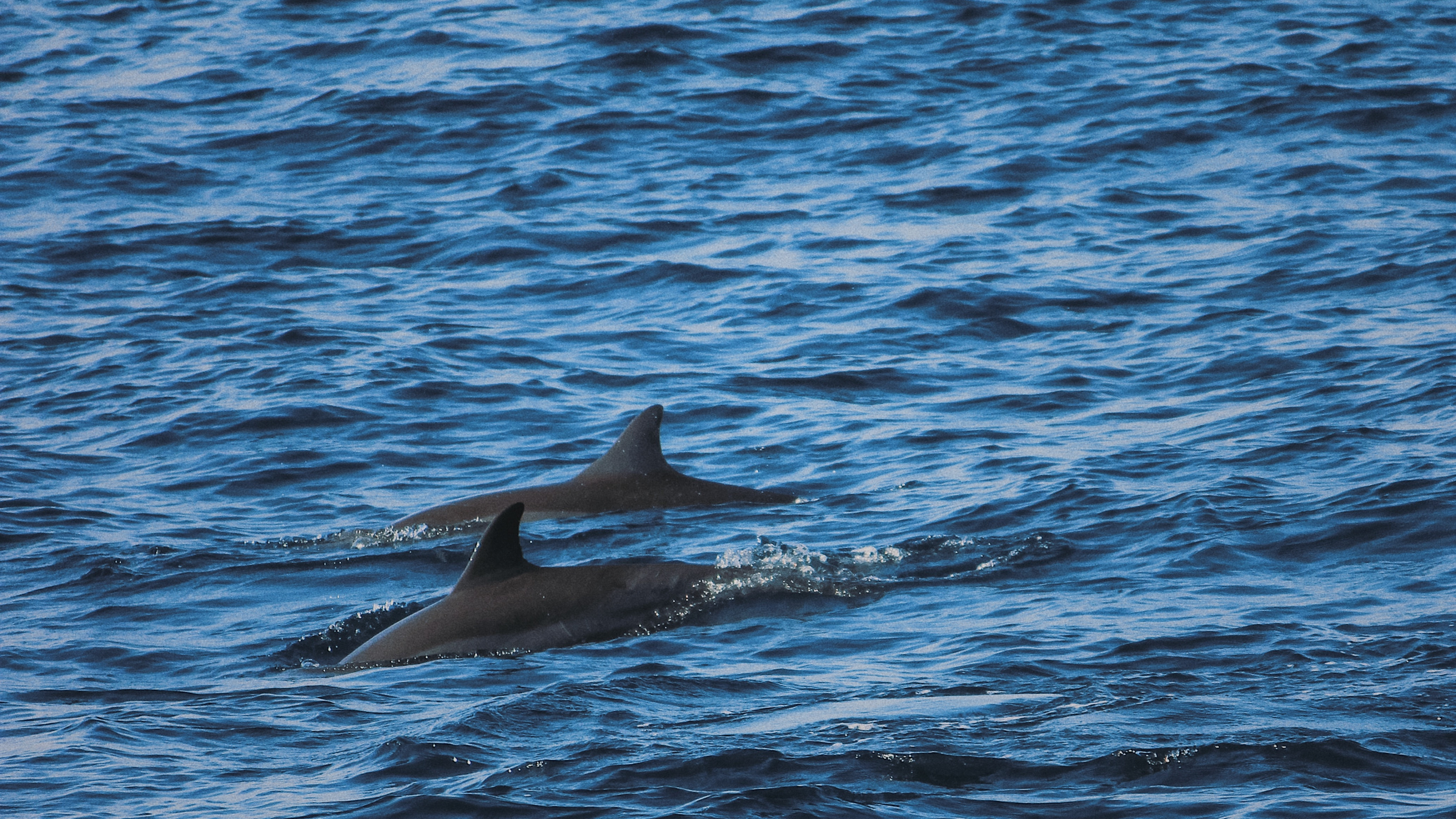 Dolphin, Water, Marine Biology, Stenella, Cetacea. Wallpaper in 3840x2160 Resolution