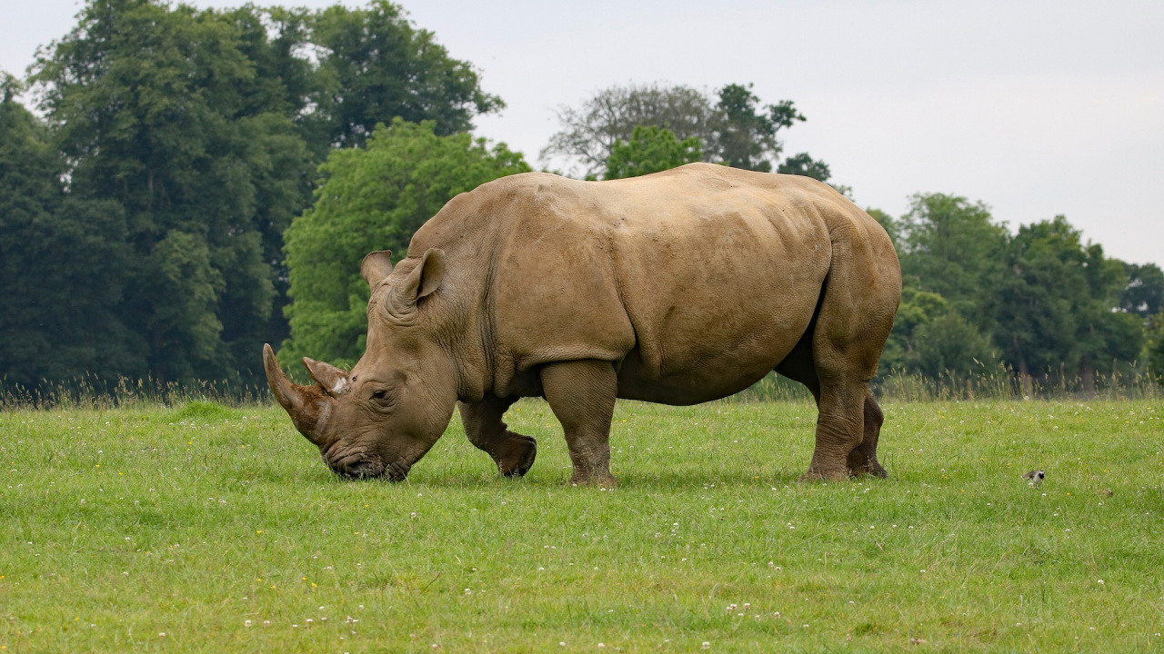 Brown Rhinoceros on Green Grass Field During Daytime. Wallpaper in 1280x720 Resolution
