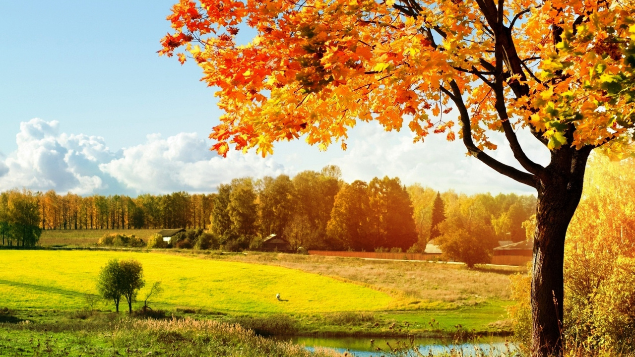 Árbol de Arce Naranja y Amarillo en el Campo de Hierba Verde Durante el Día. Wallpaper in 1280x720 Resolution