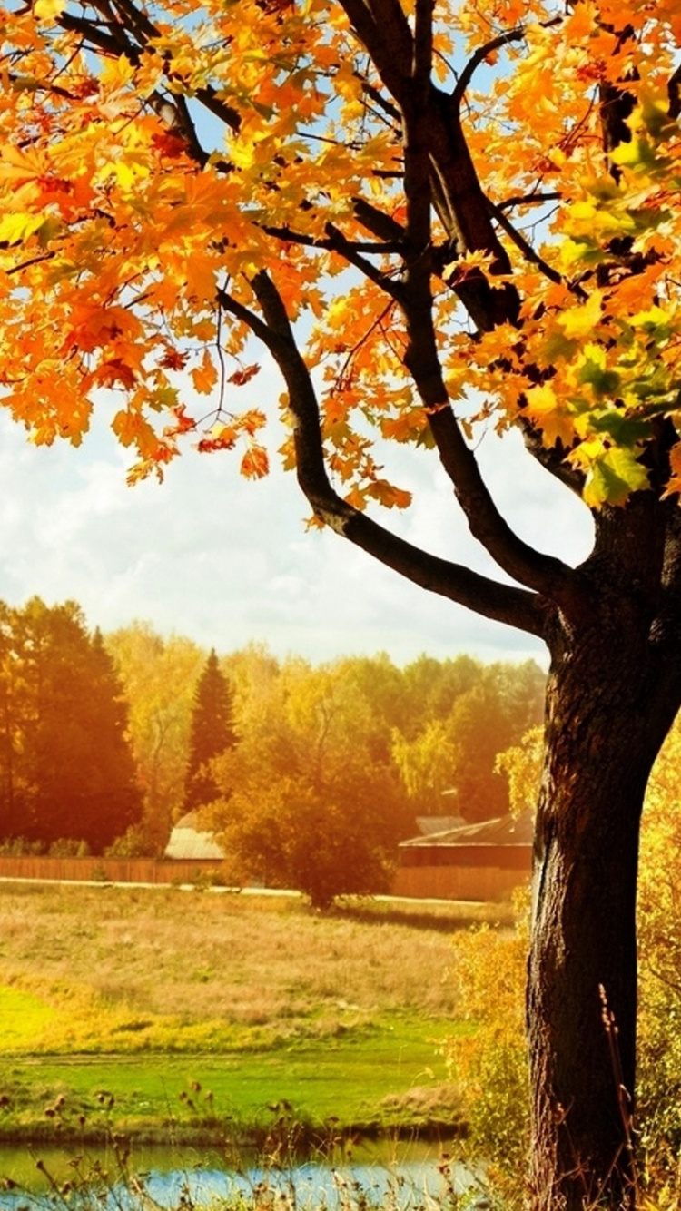 Árbol de Arce Naranja y Amarillo en el Campo de Hierba Verde Durante el Día. Wallpaper in 750x1334 Resolution