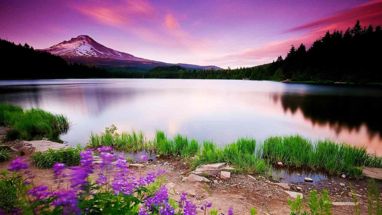 Purple Flowers Near Lake During Sunset. Wallpaper in 1280x720 Resolution