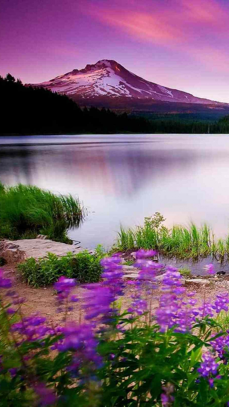 Purple Flowers Near Lake During Sunset. Wallpaper in 750x1334 Resolution