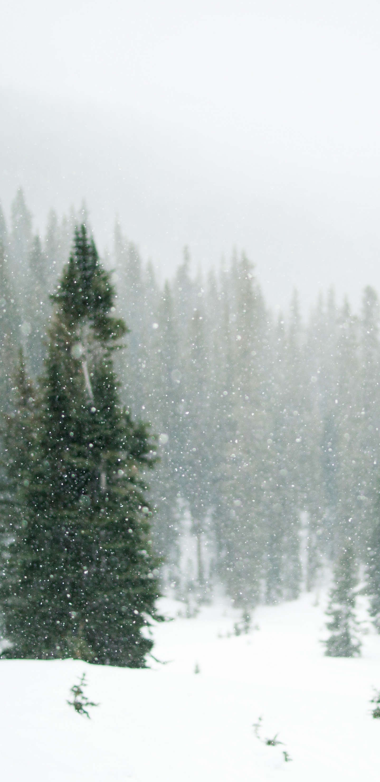 冬天, 森林, 冻结, 温带针叶林, Fir 壁纸 1440x2960 允许