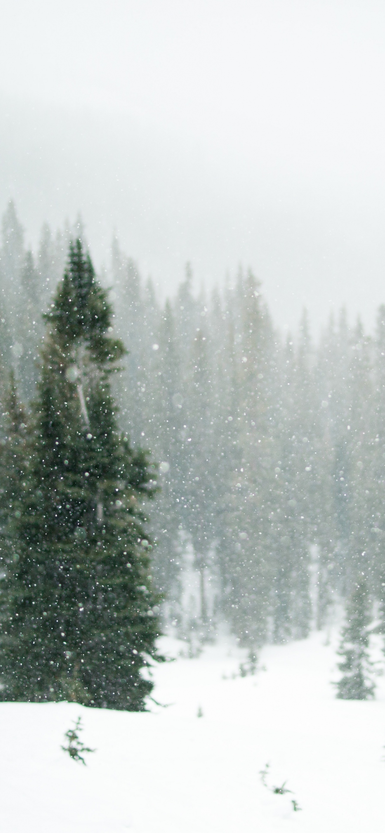 Pinos Verdes Cubiertos de Nieve. Wallpaper in 1242x2688 Resolution