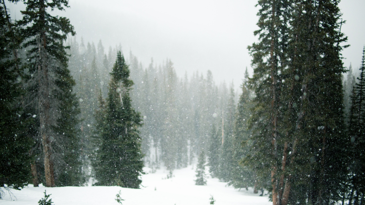 Pinos Verdes Cubiertos de Nieve. Wallpaper in 1280x720 Resolution