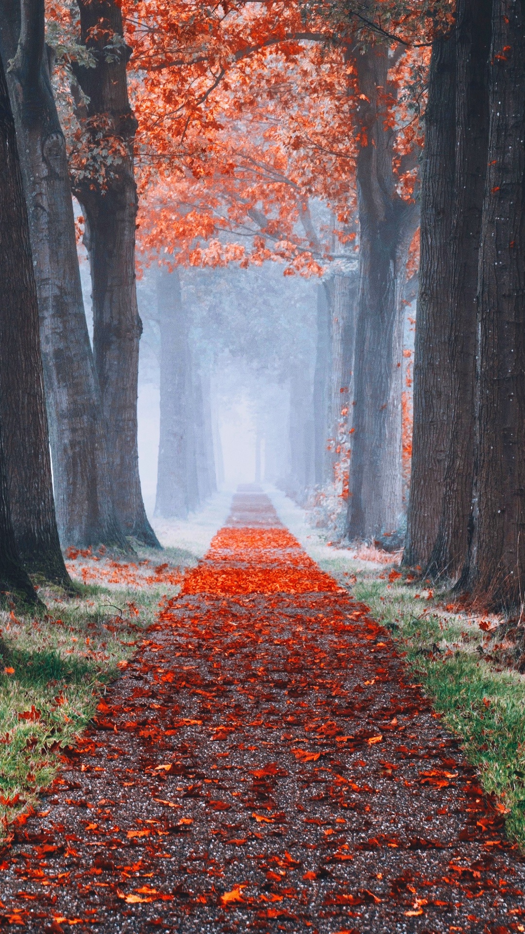 Les Gens Dans la Nature, Botanique, Paysage Naturel, Environnement Naturel. Wallpaper in 1080x1920 Resolution