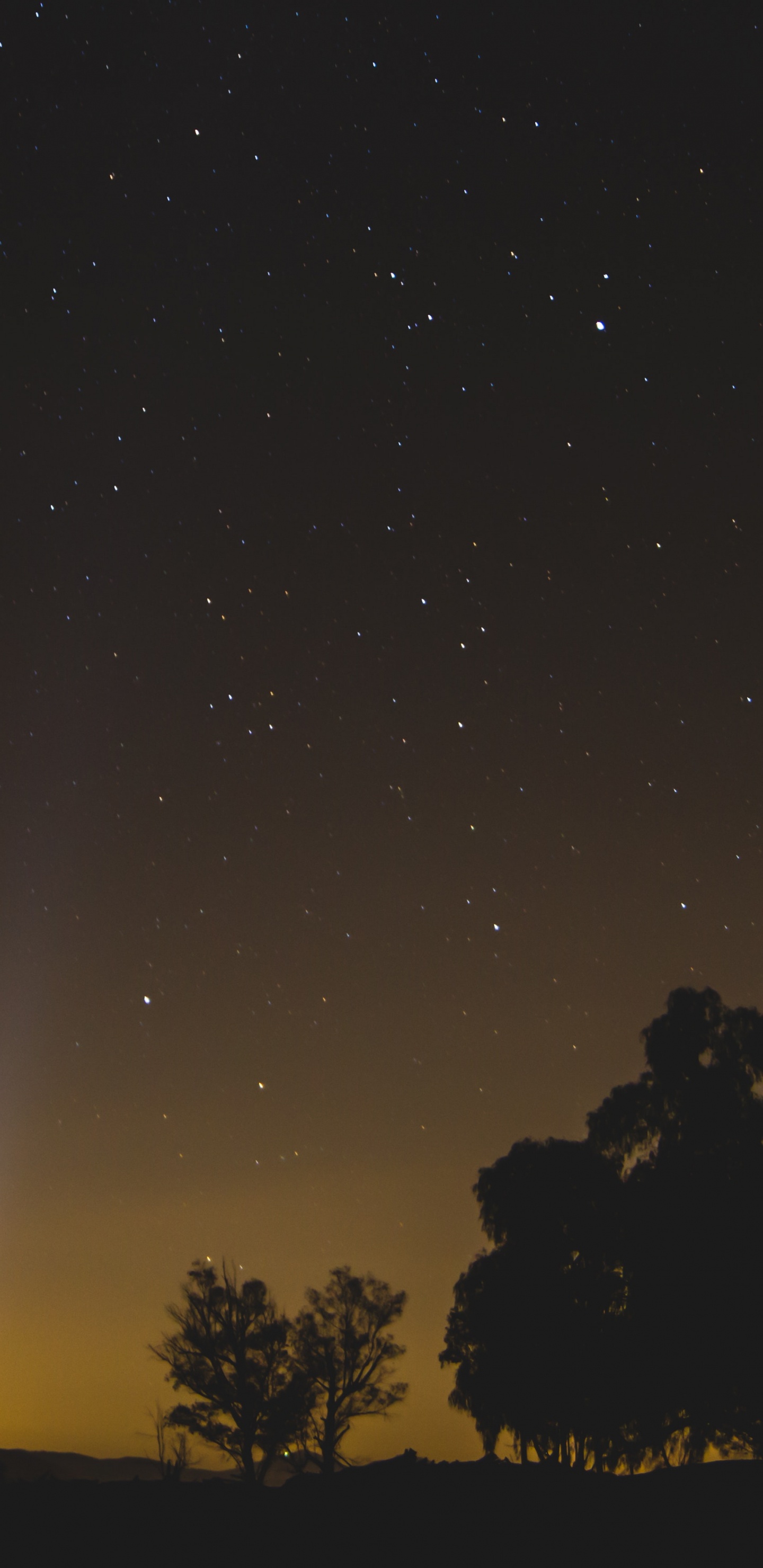 Silueta de Árboles Bajo la Noche Estrellada. Wallpaper in 1440x2960 Resolution