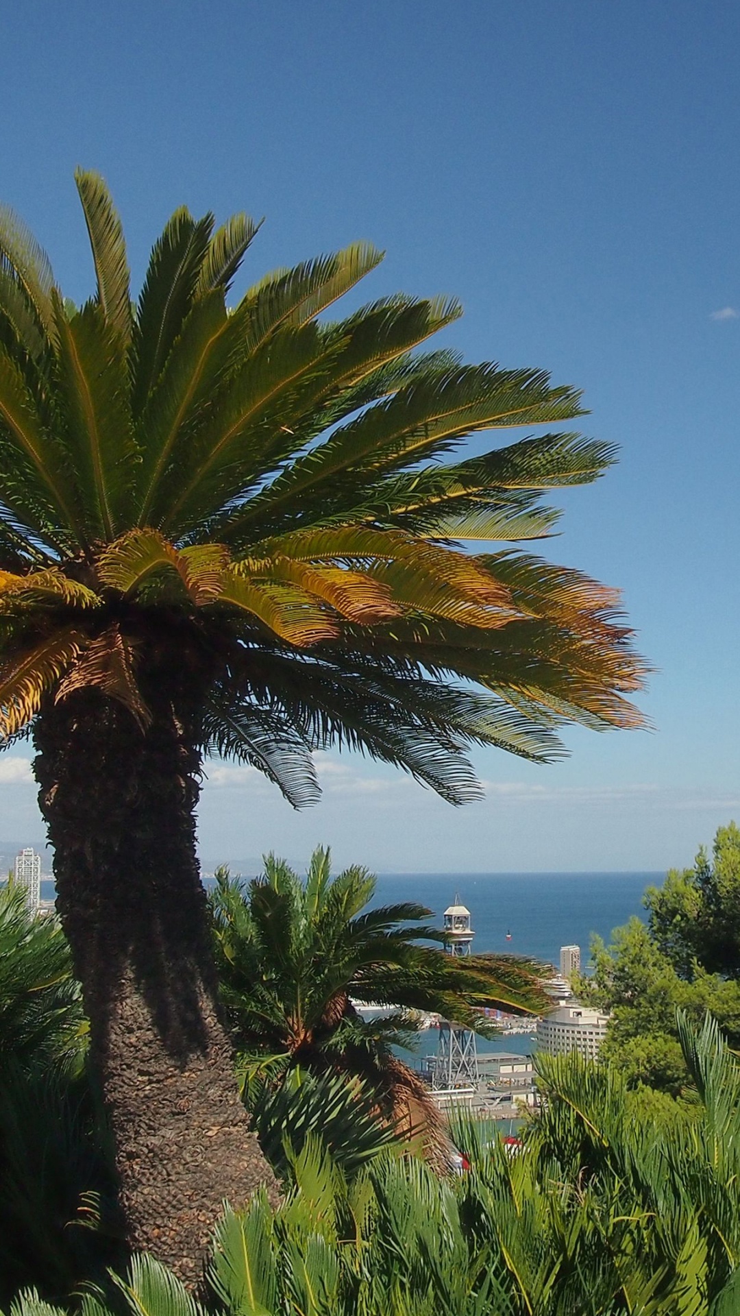 Palm Tree Near Body of Water During Daytime. Wallpaper in 1080x1920 Resolution