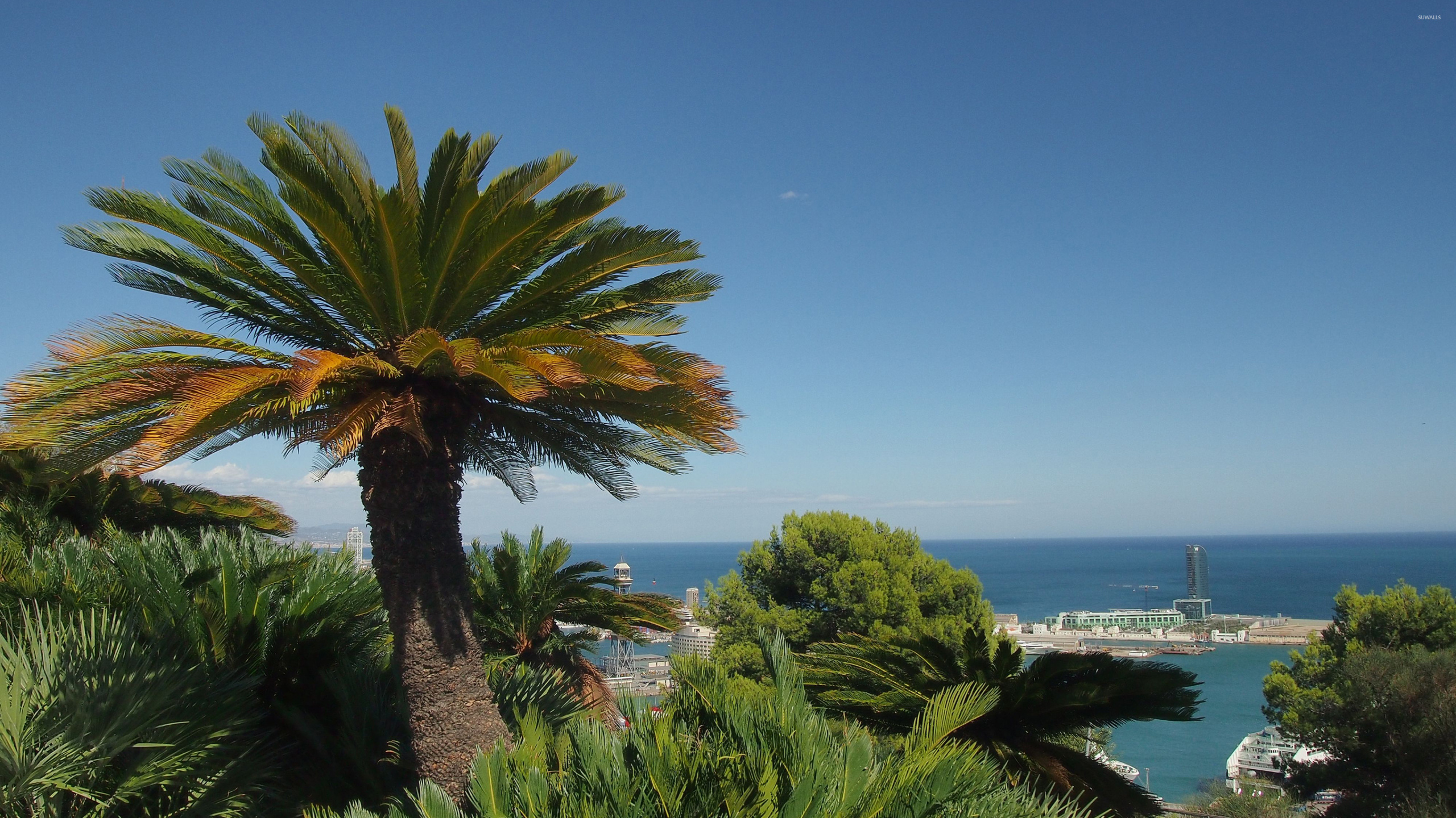 Palm Tree Near Body of Water During Daytime. Wallpaper in 2560x1440 Resolution