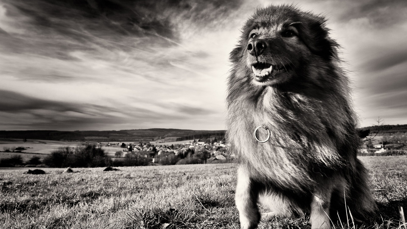 Grayscale Photo of Long Coated Dog on Grass Field. Wallpaper in 1366x768 Resolution