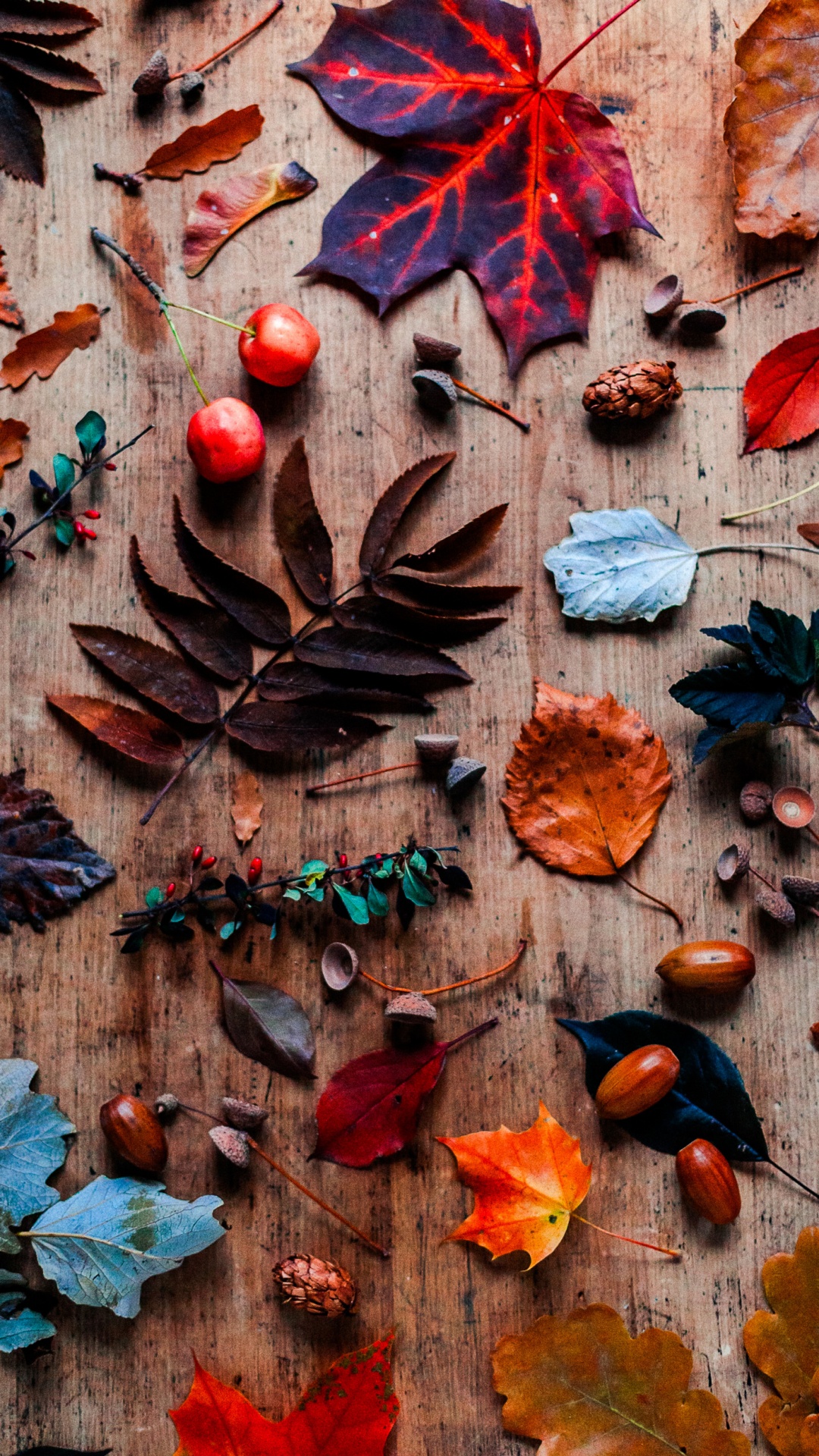 Blatt, Königin Küste, Brown, Holz, Orange. Wallpaper in 1080x1920 Resolution