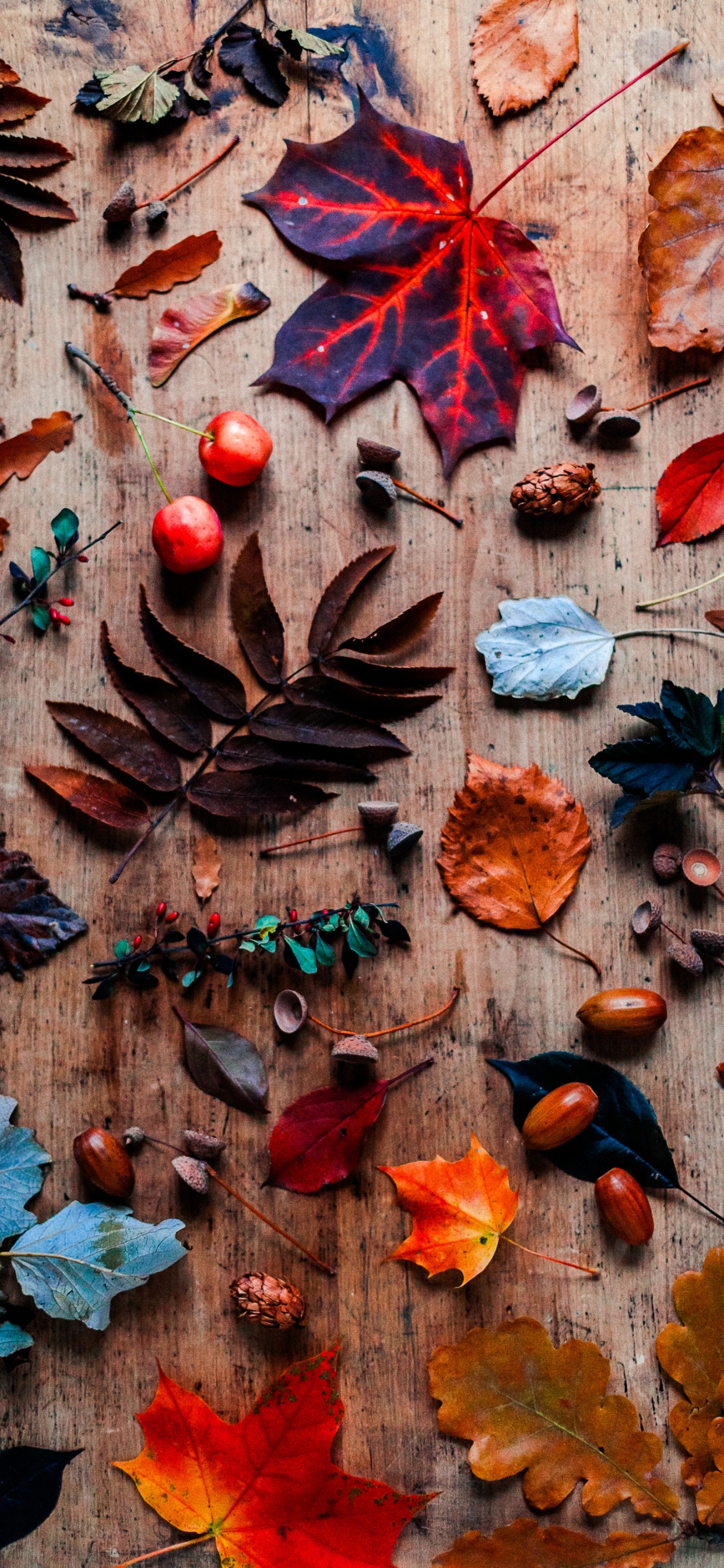 Costa Reina, Morena, Madera, Naranja, Sucursal. Wallpaper in 1242x2688 Resolution