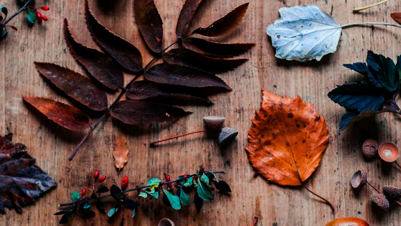 棕色, 木, 橙色, 树枝, 红色的 壁纸 1280x720 允许