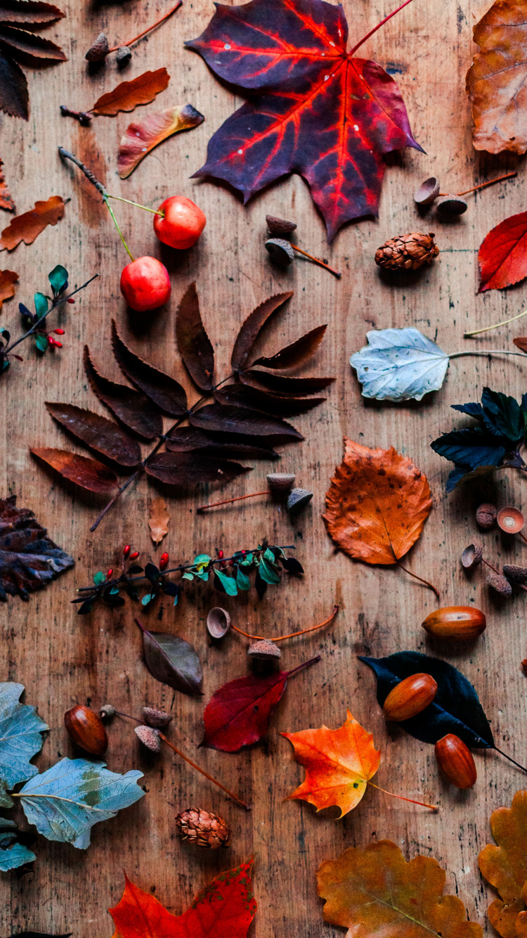 棕色, 木, 橙色, 树枝, 红色的 壁纸 750x1334 允许