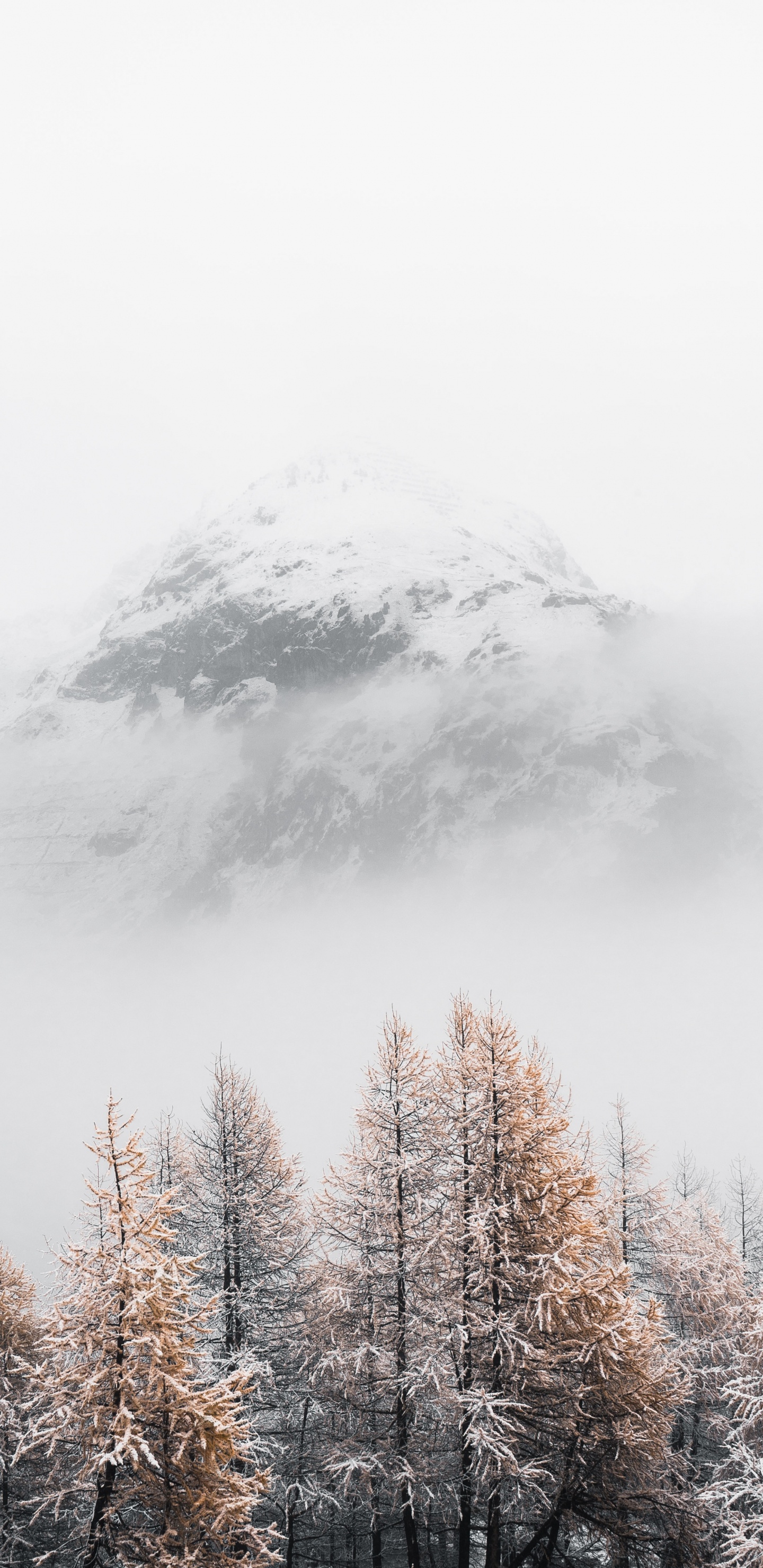 Snow, Tree, Winter, Cloud, Freezing. Wallpaper in 1440x2960 Resolution