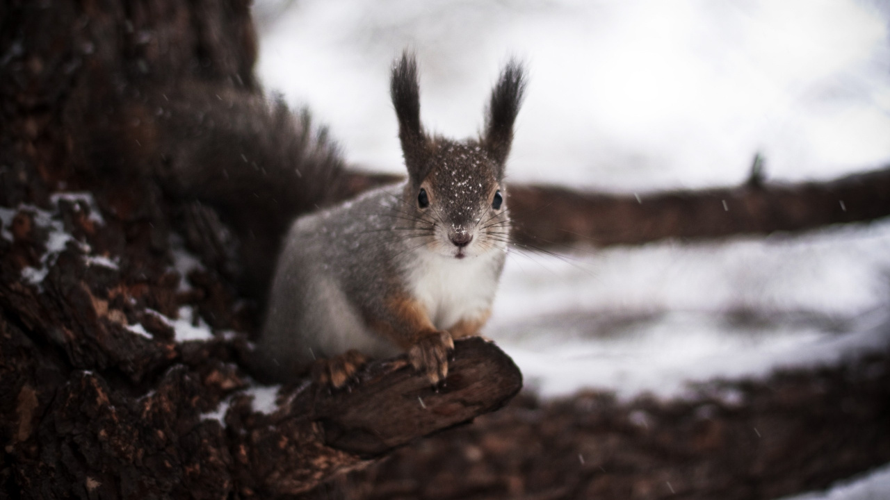 Gray and White Squirrel on Brown Tree Branch. Wallpaper in 1280x720 Resolution