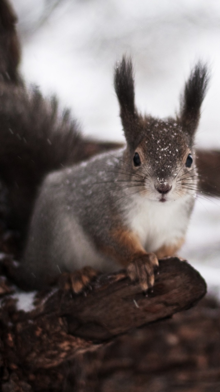 Gray and White Squirrel on Brown Tree Branch. Wallpaper in 720x1280 Resolution