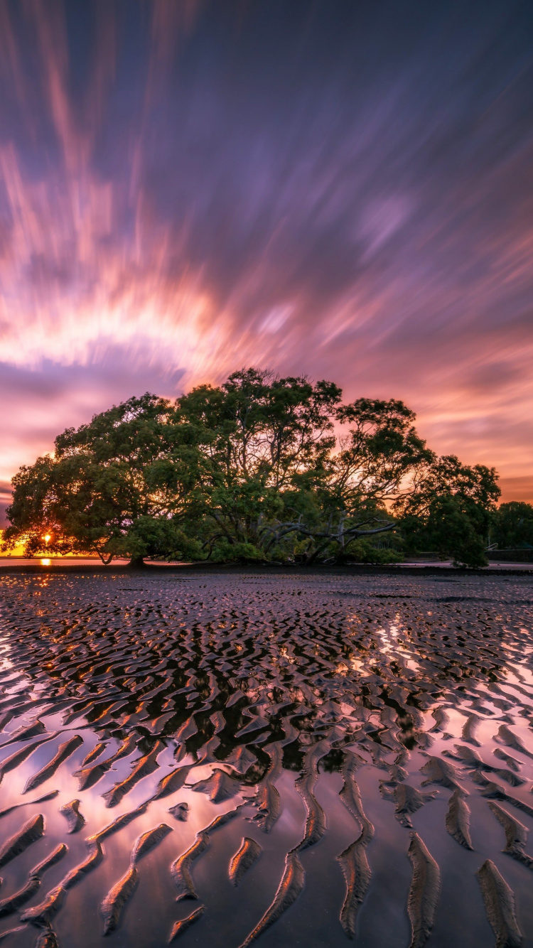 Green Trees on Gray Sand Near Body of Water During Sunset. Wallpaper in 750x1334 Resolution