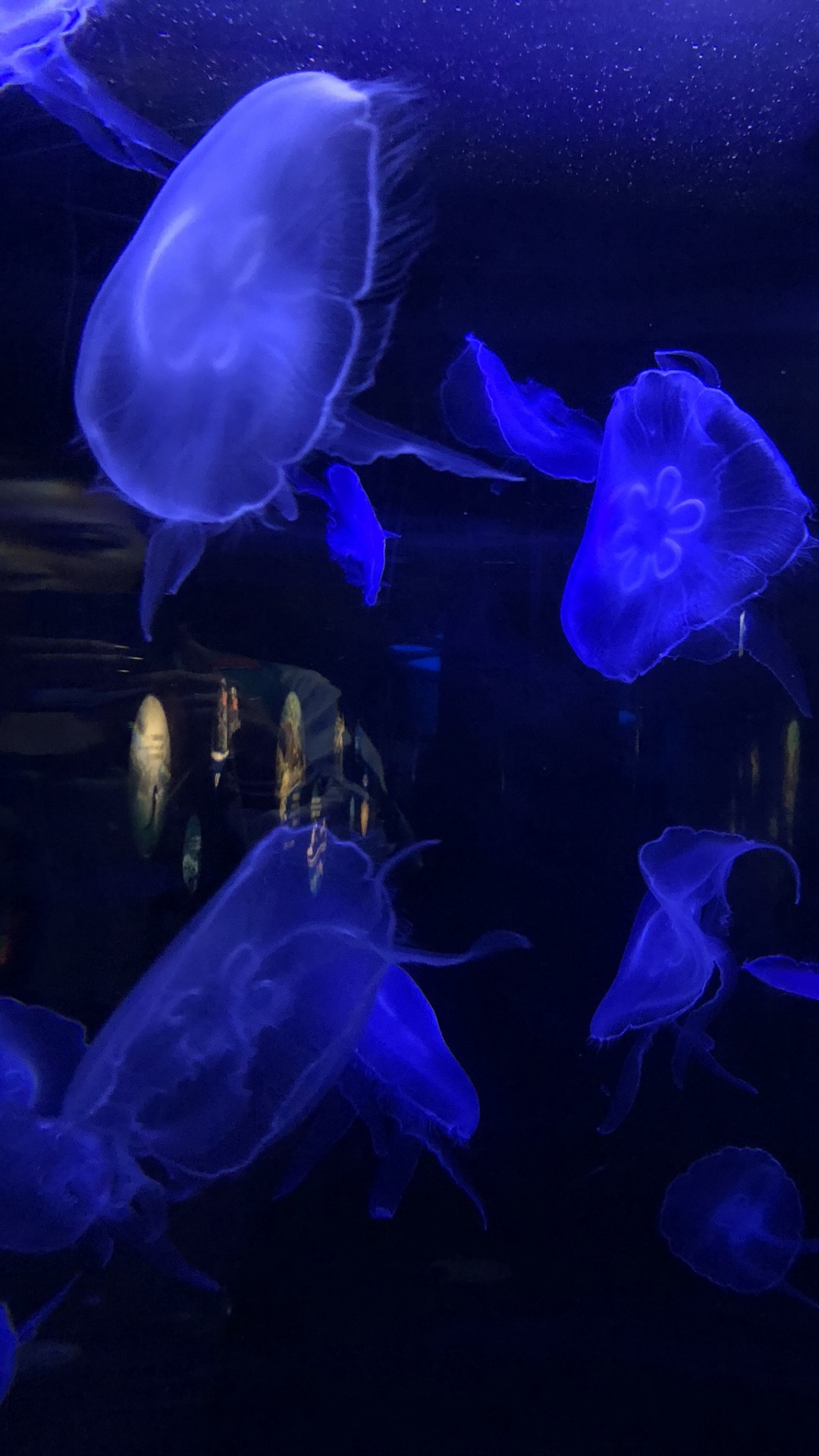 Las Medusas, Azul, Submarino, la Bioluminiscencia, Azul Majorelle. Wallpaper in 1080x1920 Resolution