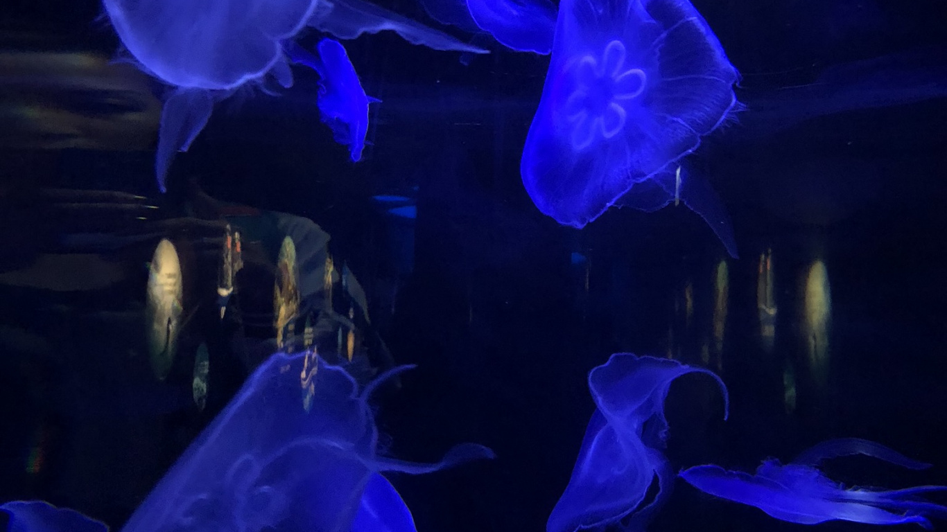 Las Medusas, Azul, Submarino, la Bioluminiscencia, Azul Majorelle. Wallpaper in 1366x768 Resolution