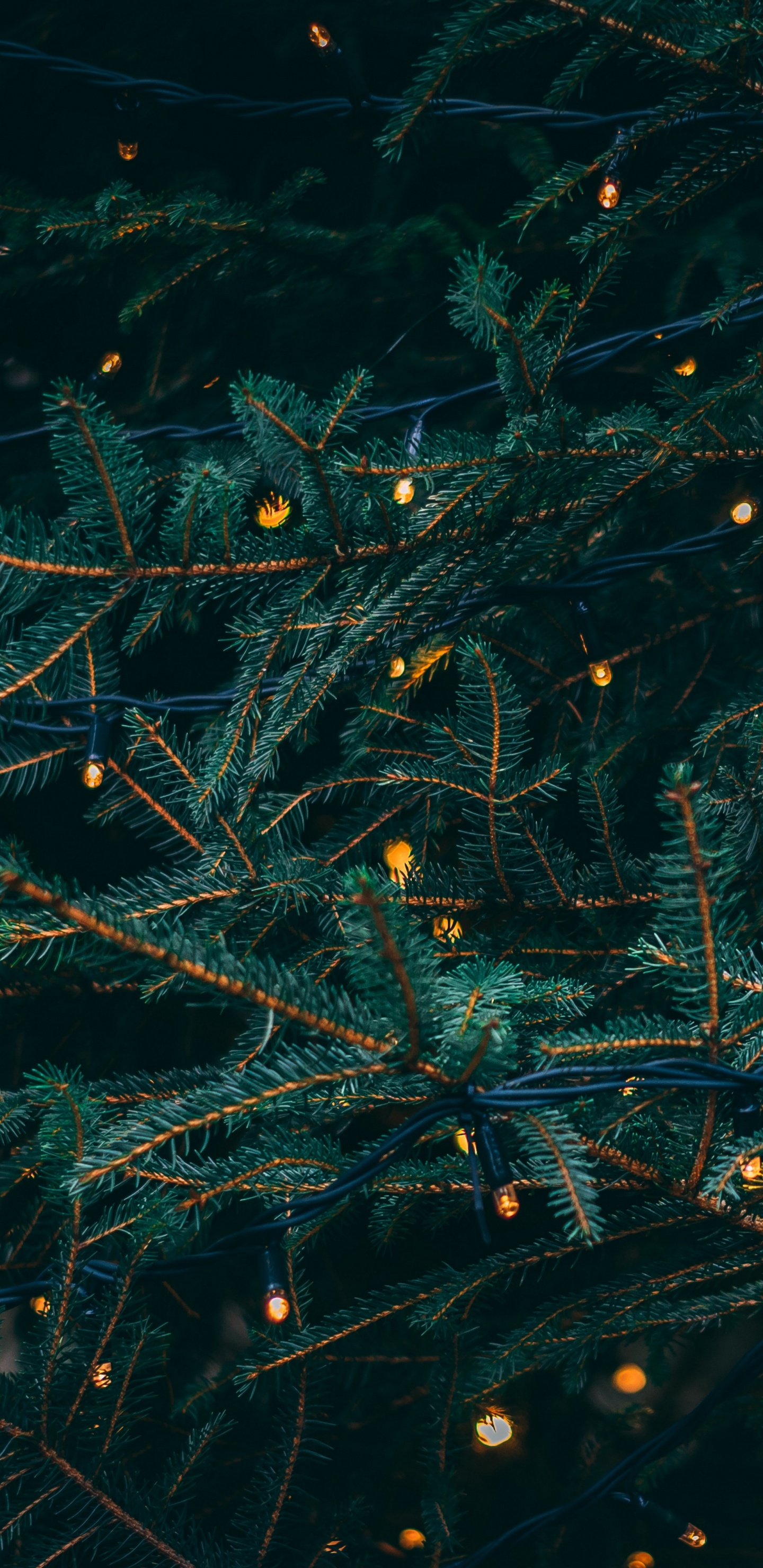 Christmas Day, Christmas Lights, Holiday, Tree, Branch. Wallpaper in 1440x2960 Resolution