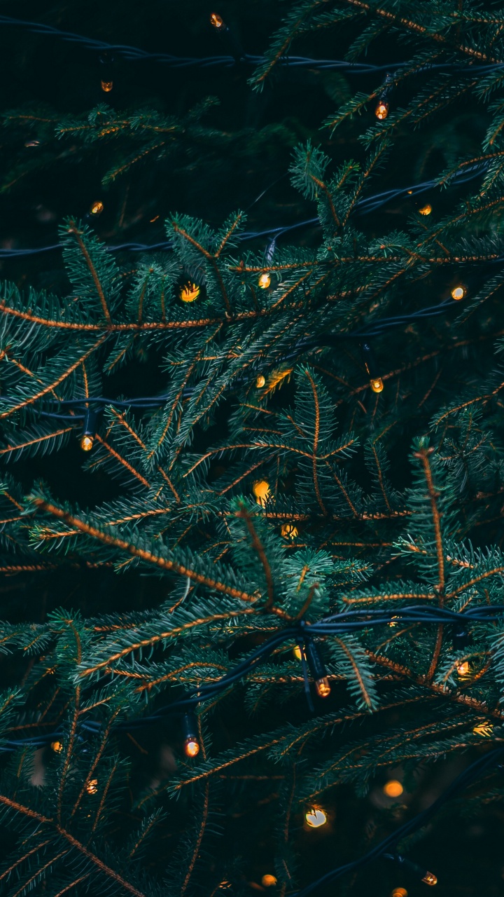 Christmas Day, Christmas Lights, Holiday, Tree, Branch. Wallpaper in 720x1280 Resolution