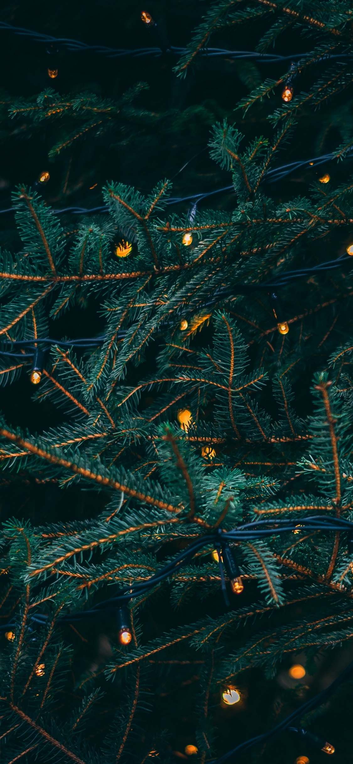 Le Jour De Noël, Les Lumières de Noël, Sapin, Famille Des Pins, Biome. Wallpaper in 1125x2436 Resolution
