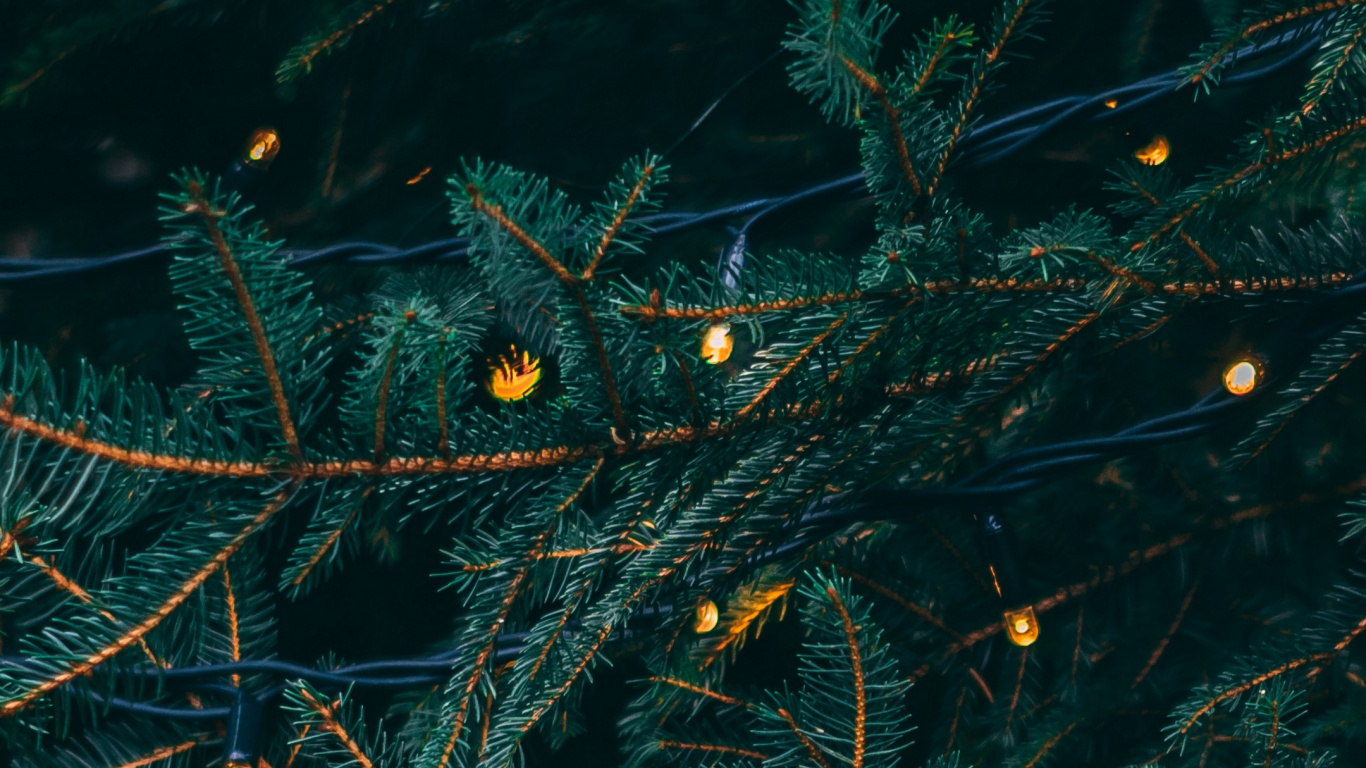 Le Jour De Noël, Les Lumières de Noël, Sapin, Famille Des Pins, Biome. Wallpaper in 1366x768 Resolution