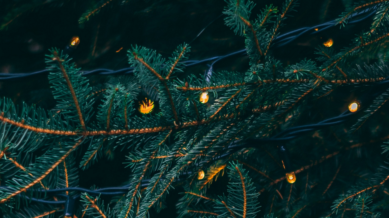 Weihnachten, Weihnachtsbeleuchtung, Baum, Branch, Fir. Wallpaper in 1280x720 Resolution