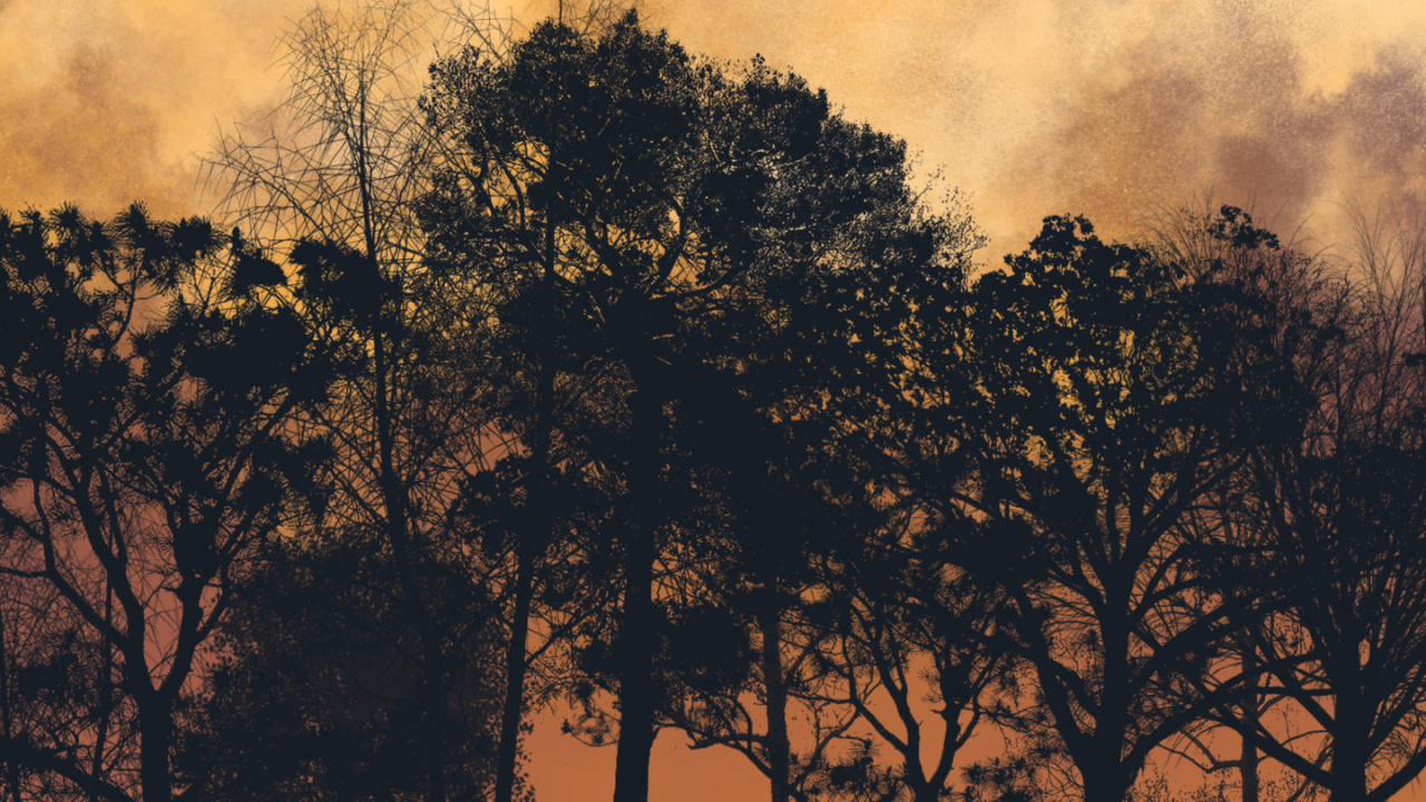 Nature, Orange, Brown, Soir. Wallpaper in 1280x720 Resolution