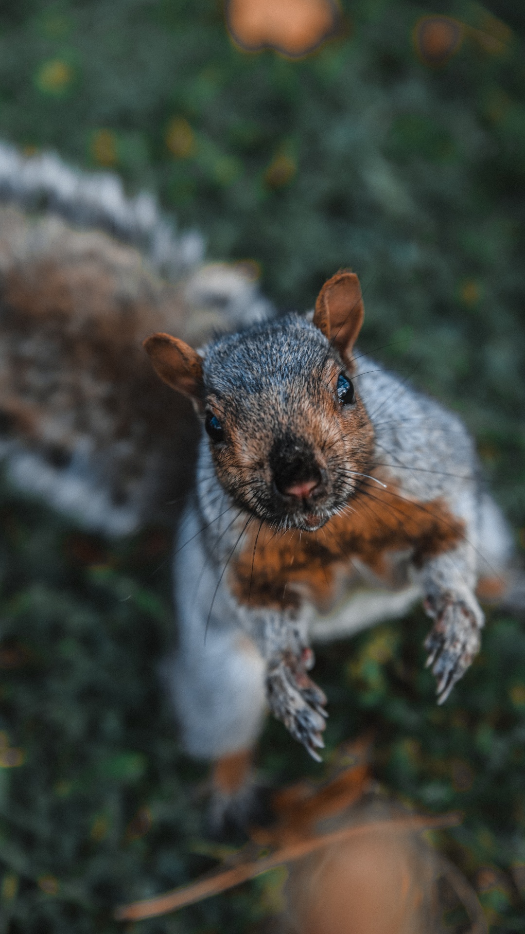 Écureuil Brun Sur Une Branche D'arbre Brun Pendant la Journée. Wallpaper in 1080x1920 Resolution