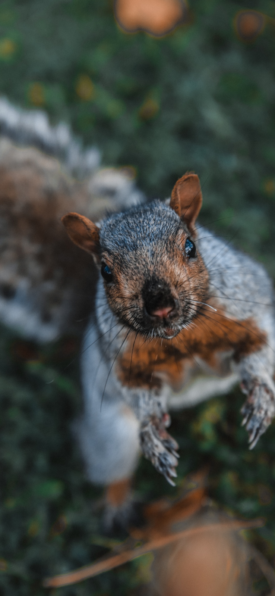 野生动物, 松鼠, 啮齿动物, 胡须, 草 壁纸 1125x2436 允许