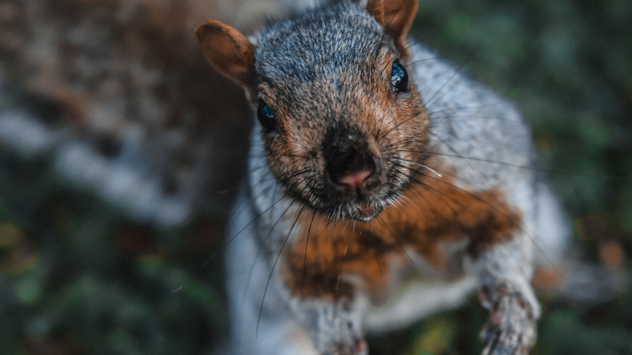 野生动物, 松鼠, 啮齿动物, 胡须, 草 壁纸 1280x720 允许
