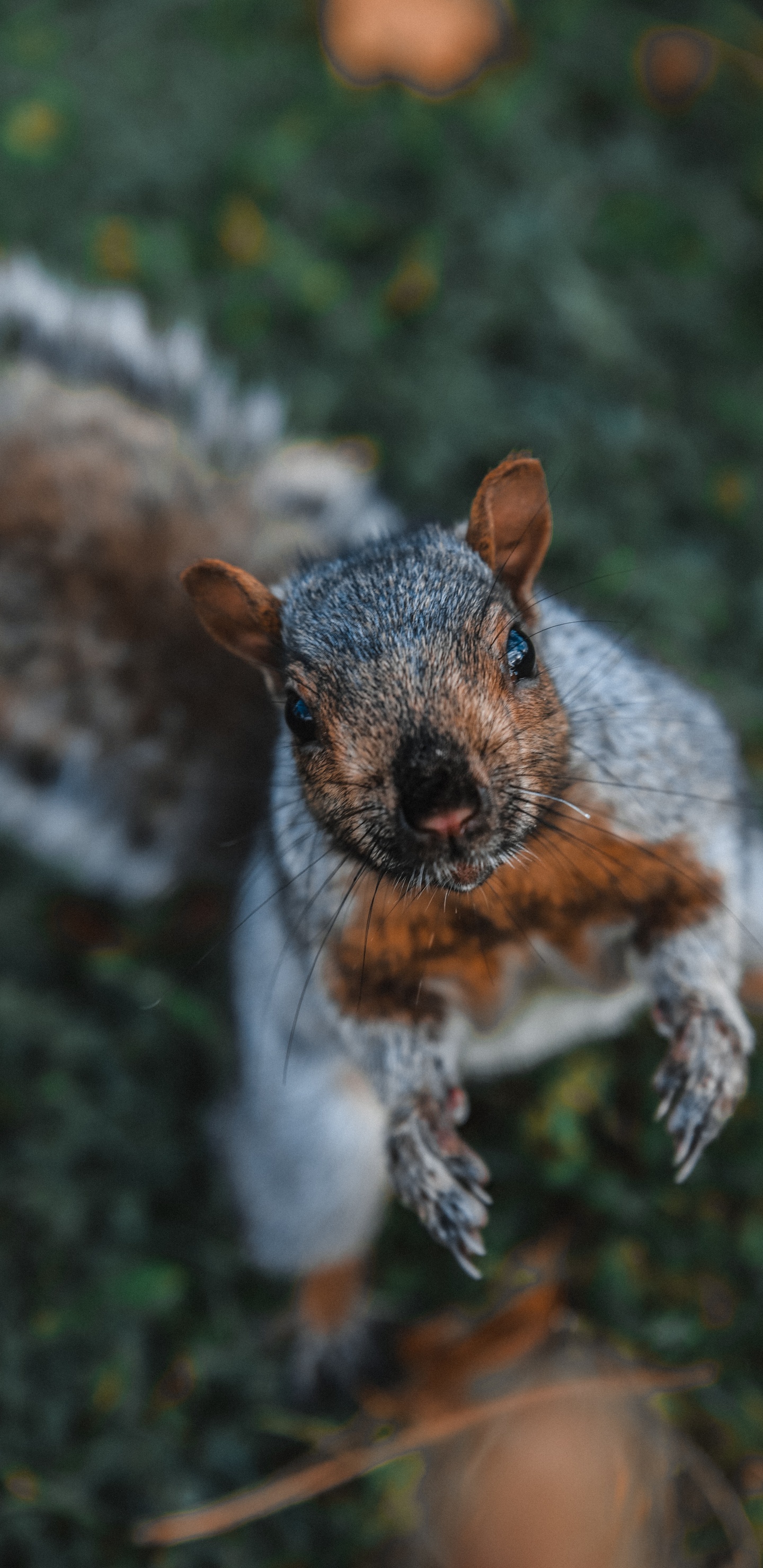 野生动物, 松鼠, 啮齿动物, 胡须, 草 壁纸 1440x2960 允许