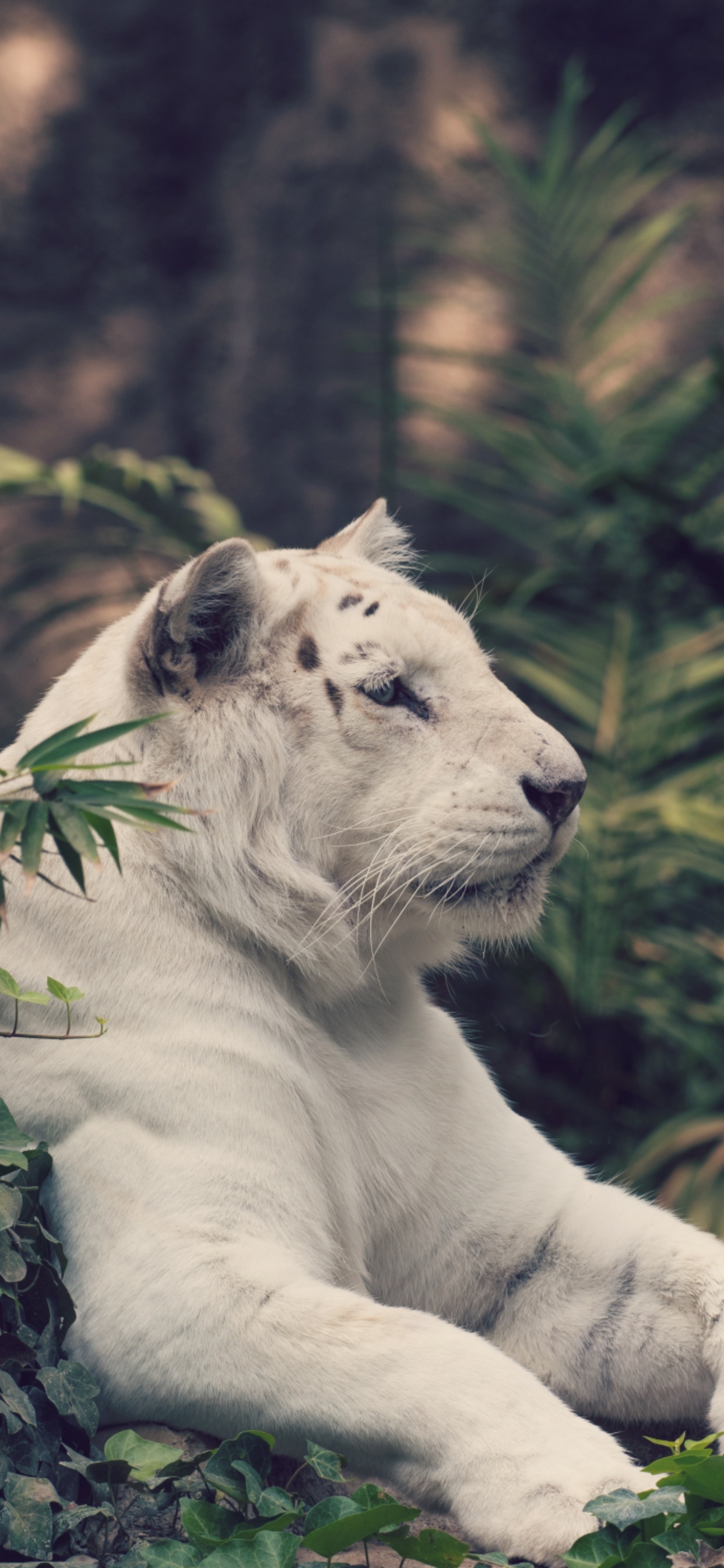 White Tiger Lying on Ground. Wallpaper in 1242x2688 Resolution