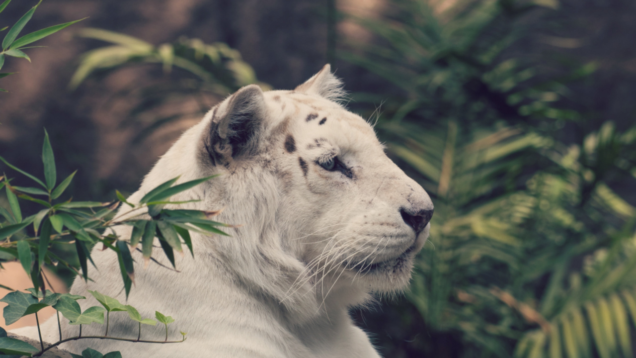 White Tiger Lying on Ground. Wallpaper in 1280x720 Resolution