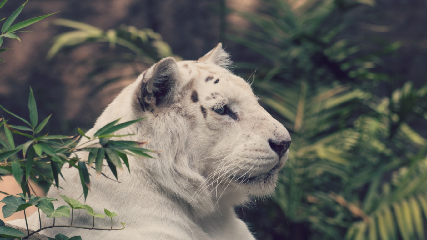 White Tiger Lying on Ground. Wallpaper in 1366x768 Resolution