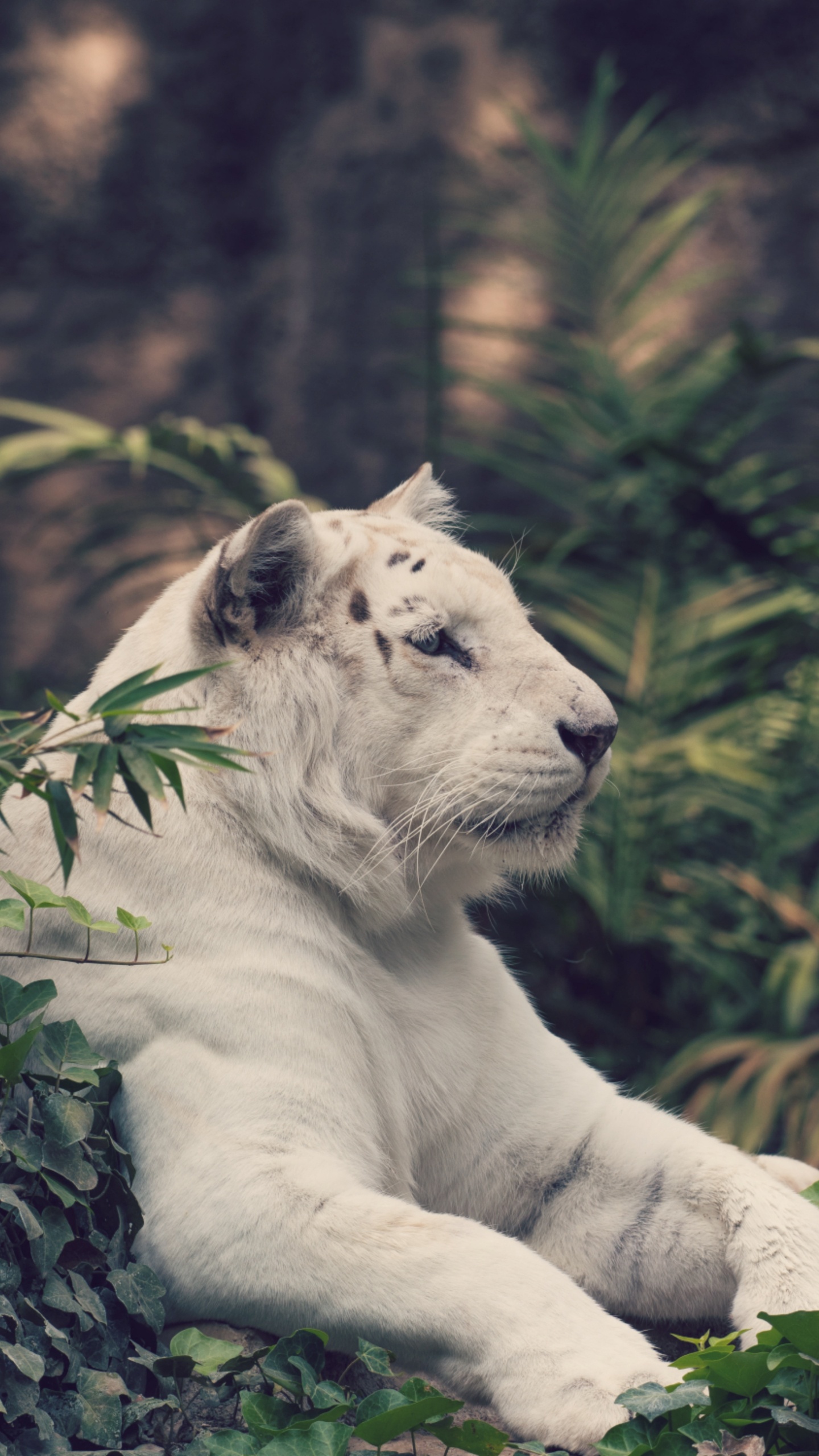 White Tiger Lying on Ground. Wallpaper in 1440x2560 Resolution