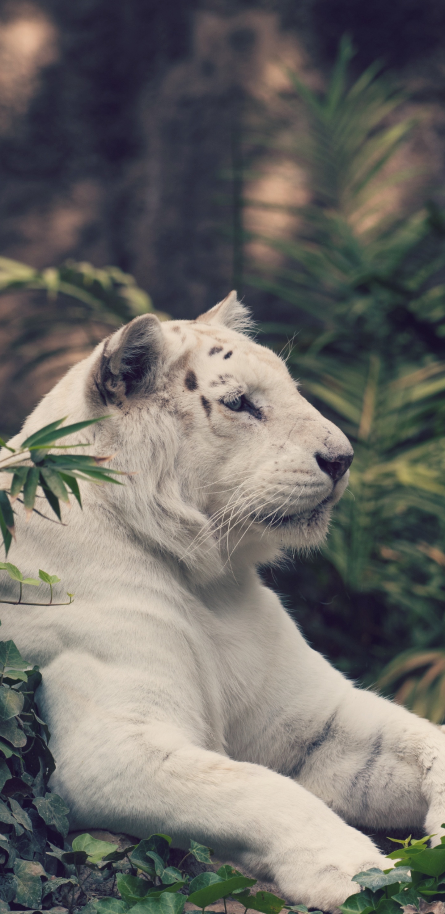 White Tiger Lying on Ground. Wallpaper in 1440x2960 Resolution