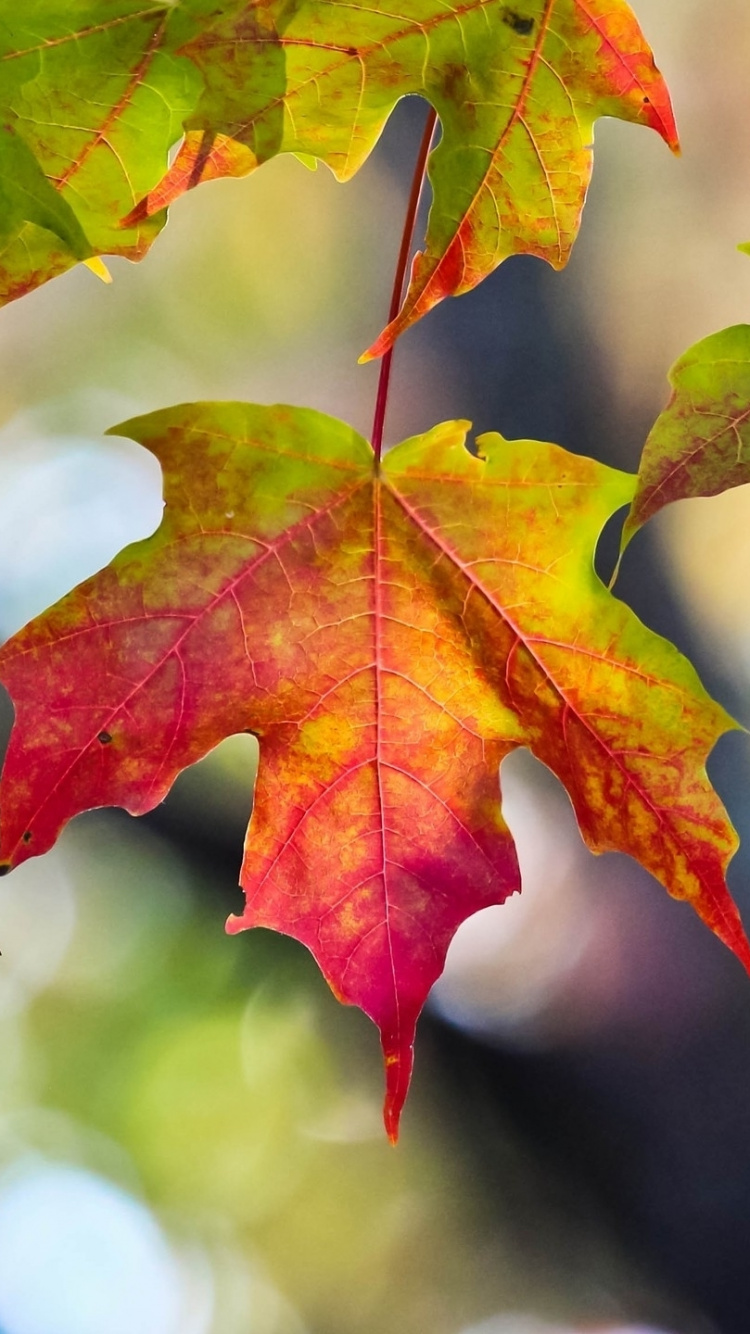 Red Maple Leaf in Tilt Shift Lens. Wallpaper in 750x1334 Resolution