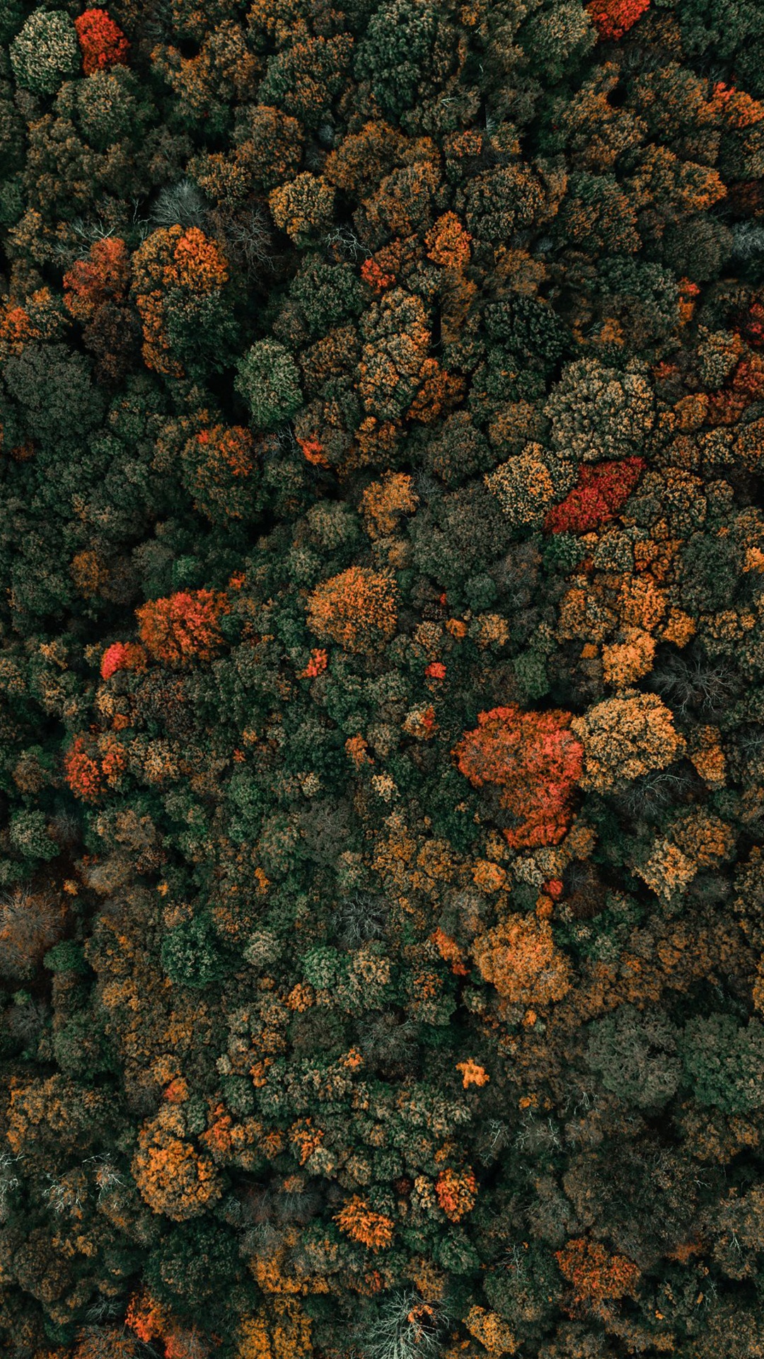 Baum, Orange, Bodendecker, Fahrbahn, Kunst. Wallpaper in 1080x1920 Resolution