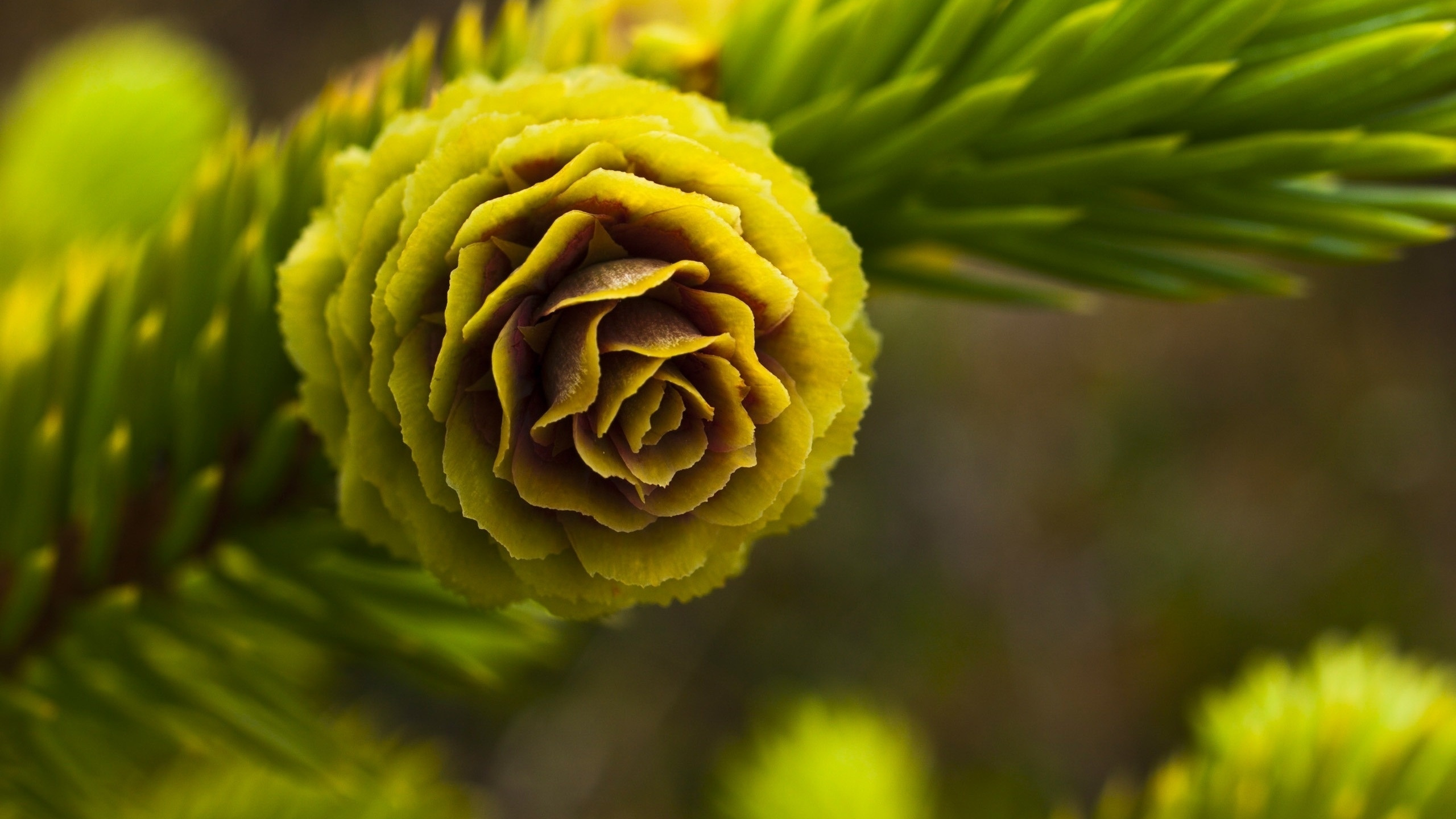 Fleur Jaune Dans la Photographie D'objectif Macro. Wallpaper in 2560x1440 Resolution