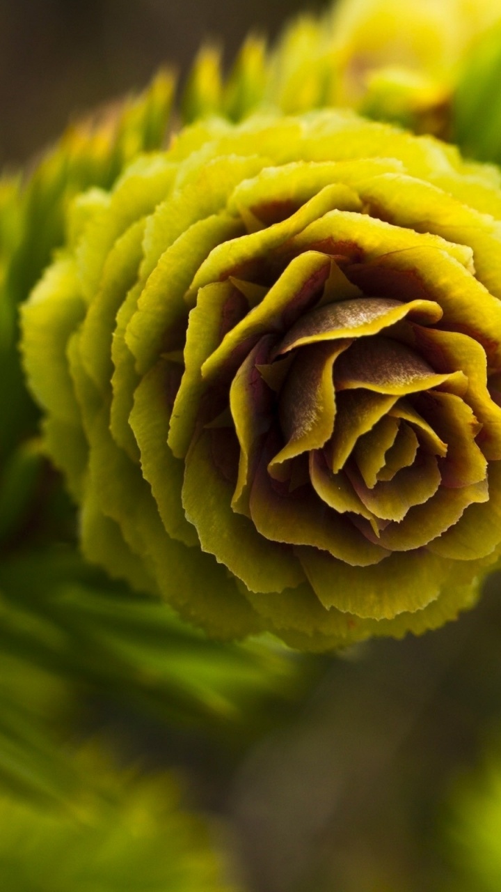Yellow Flower in Macro Lens Photography. Wallpaper in 720x1280 Resolution