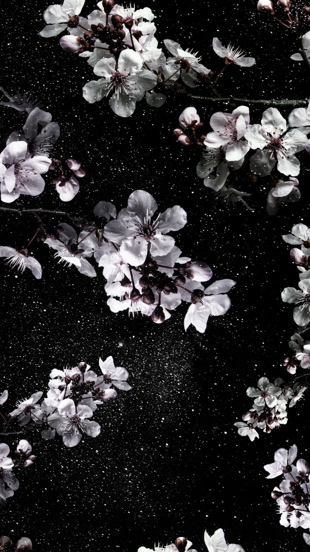 Coran, White, Pétale, Noir et Blanc, Rameau. Wallpaper in 1080x1920 Resolution