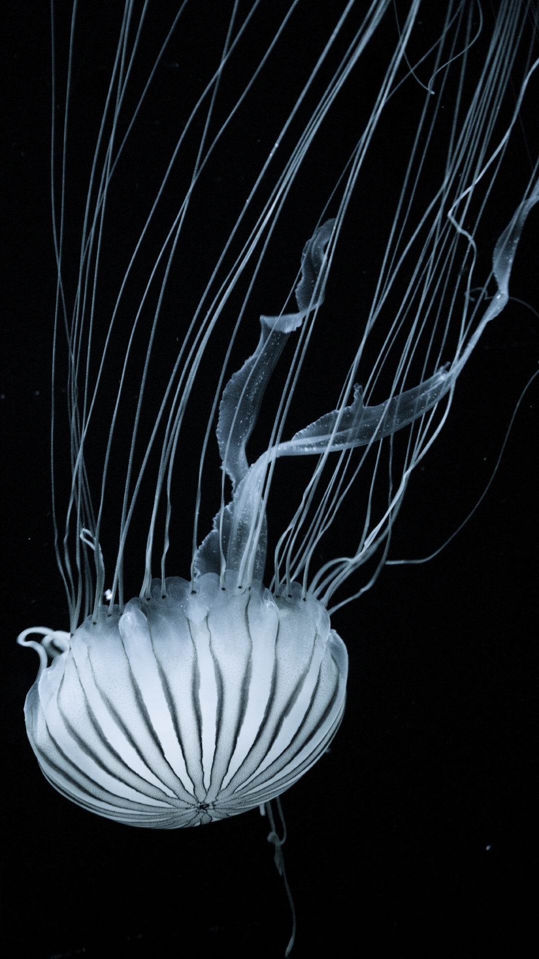 Jellyfish, Marine Invertebrates, Cnidaria, Bioluminescence, Water. Wallpaper in 1080x1920 Resolution